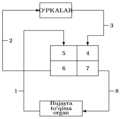 Qon aylanish sxemasi: yurak to‘rt katakli (5, 4 yuqorida; 6, 7 pastda), 6 dan 2 tomir o‘pkalarga, o‘pkalardan 3 tomir 4 ga; 7 dan 8 tomir hujayra, to‘qima, organga, ulardan 1 tomir 5 ga