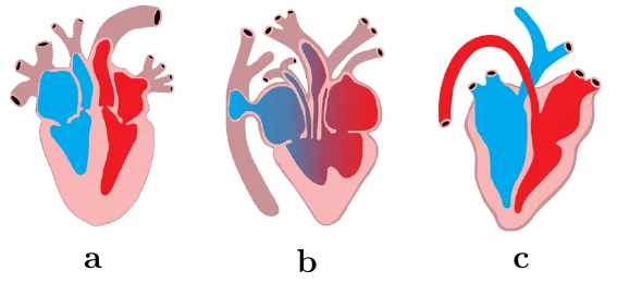 Uchta yurak sxemasi: a – to‘rt kamerali, venoz (ko‘k) va arterial (qizil) qon to‘liq ajralgan, aorta yoyi chapga buriladi; b – qorinchada qon aralashgan (ko‘kdan qizilga o‘tuvchi rang), bir nechta arterial tomir chiqadi; c – to‘rt kamerali, qon to‘liq ajralgan, qizil aorta yoyi o‘ngga buriladi